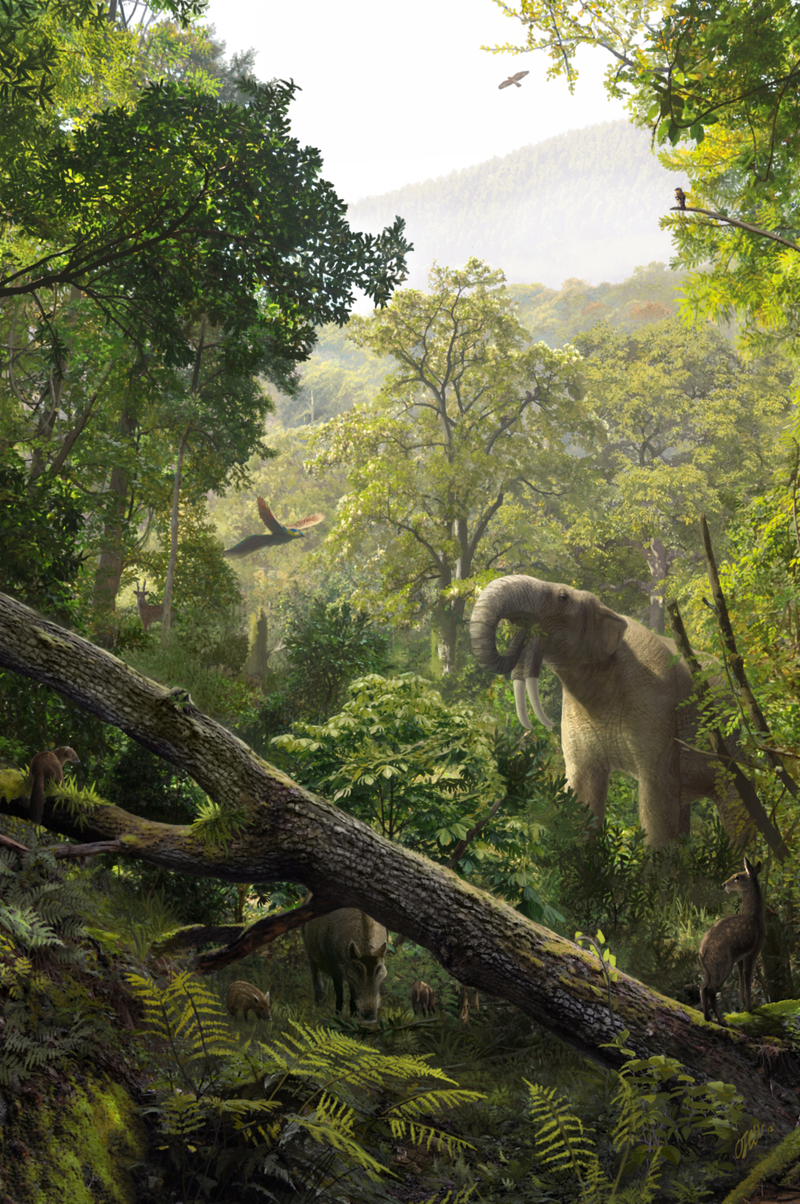 Illustration for article titled This Extinct Species is Changing What We Know About Early Ape Evolution